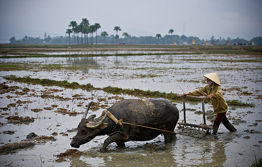 Vietnam rice paddy field